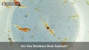 Are Sea Monkeys Real Animals? (9 Interesting Facts) - 2024