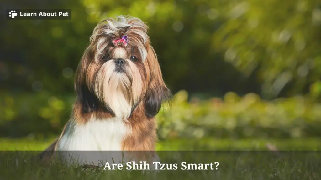 Are Shih Tzus Smart? (15 Interesting Facts) 2024