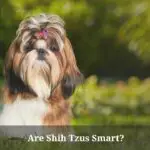 Are Shih Tzus Smart? (15 Interesting Facts)