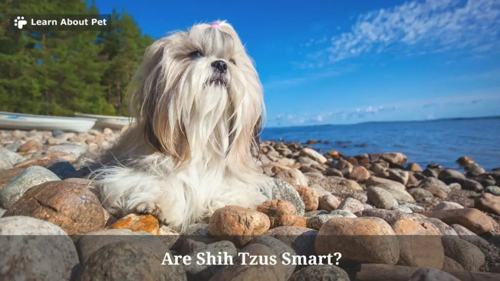 Are Shih Tzus Smart? (15 Interesting Facts) 2024