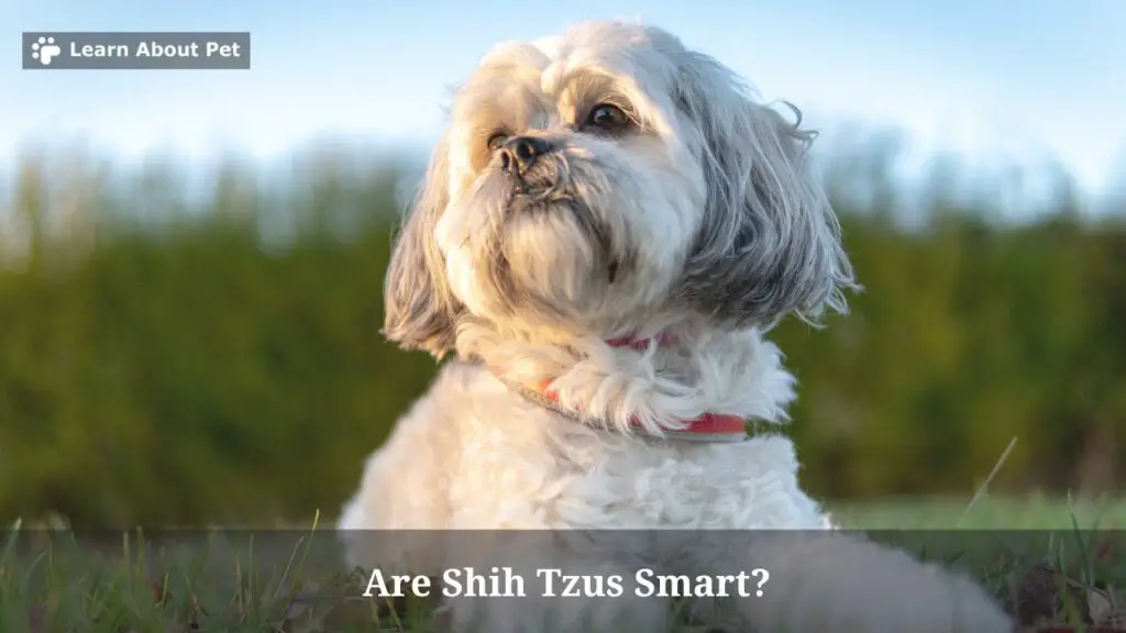 Are Shih Tzus Smart? (15 Interesting Facts) 2024