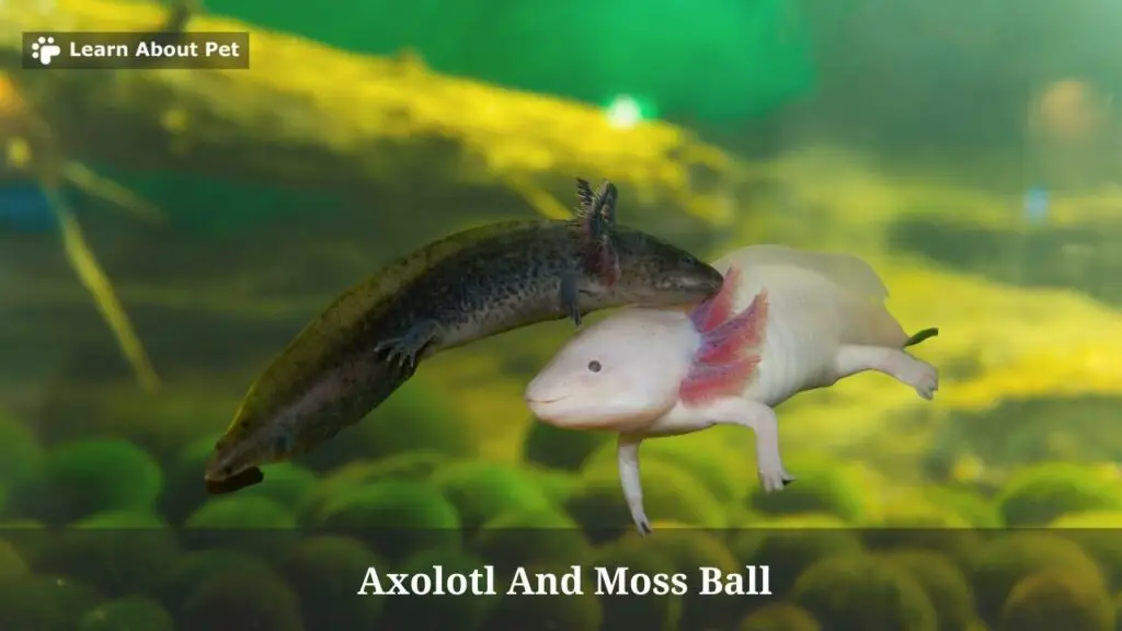 Axolotl and moss ball