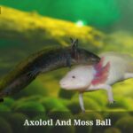 Axolotl And Moss Ball In Aquarium : (9 Clear Facts) Axolotl And Moss Ball