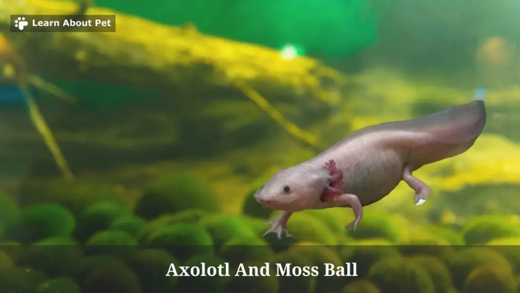 Axolotl and moss ball