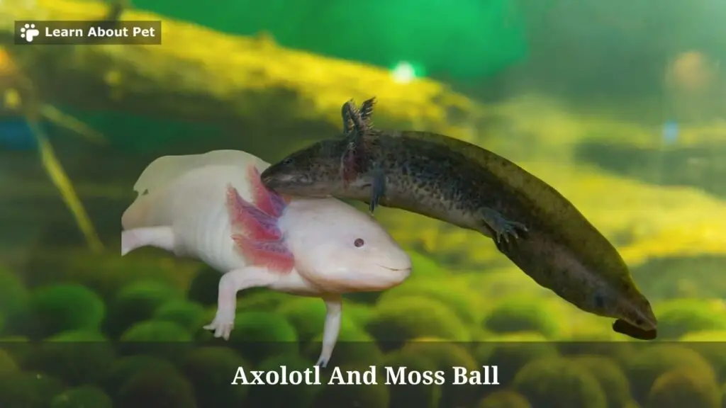 Axolotl and moss ball