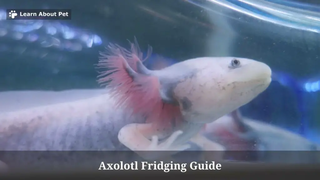 Axolotl fridging