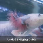 Axolotl Fridging : How To Put My Axolotl In The Fridge? 5 Clear Facts Axolotl Fridging