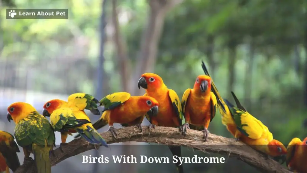 Birds With Down Syndrome (9 Important Facts) 2023