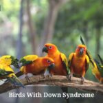Birds With Down Syndrome : (9 Important Facts)