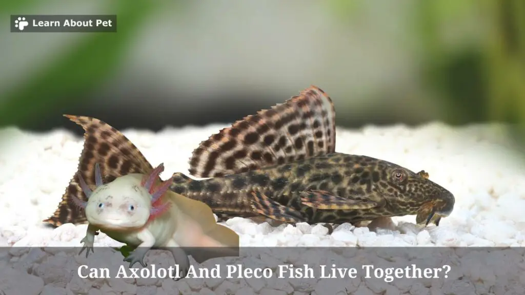 Can axolotl and pleco fish live together