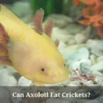 Can Axolotl Eat Crickets? (7 Important Facts)