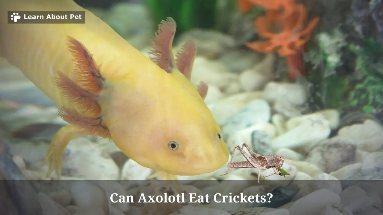 Can Axolotl Eat Crickets? (7 Important Facts) 2024