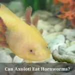 Can Axolotl Eat Hornworms? (5 Important Facts)