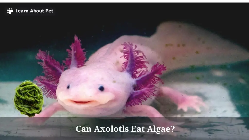 Can axolotls eat algae