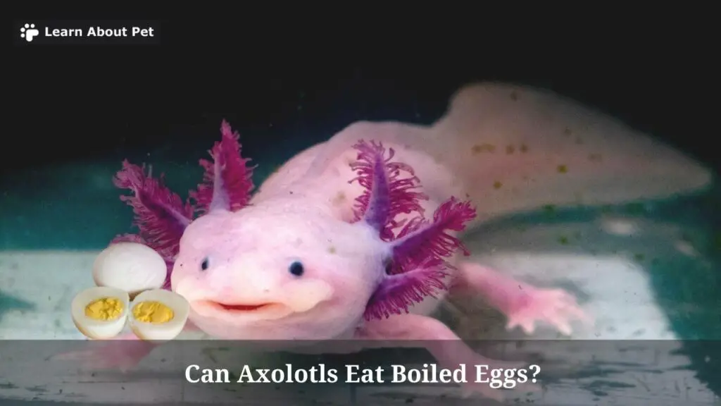 Can axolotls eat boiled eggs
