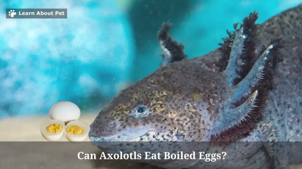 Can axolotls eat boiled eggs