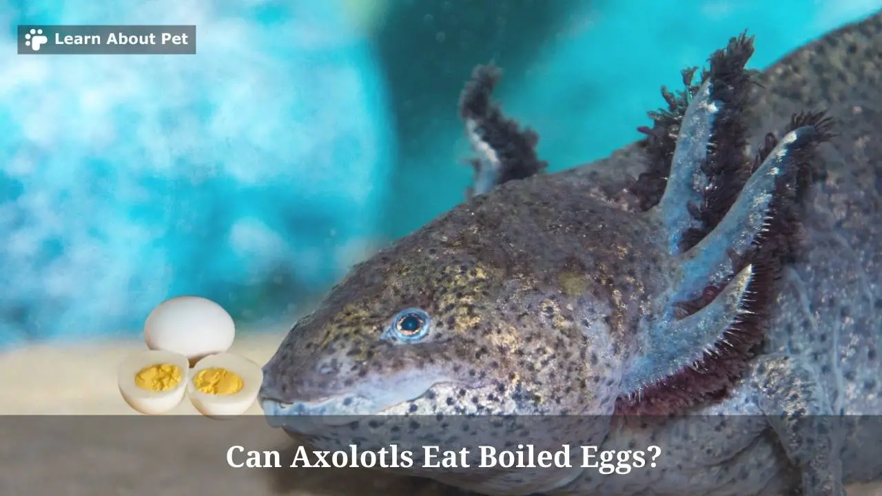 Can Axolotls Eat Boiled Eggs? (5 Clear Facts) 2024