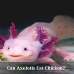 Can Axolotls Eat Chicken? (7 Interesting Facts)