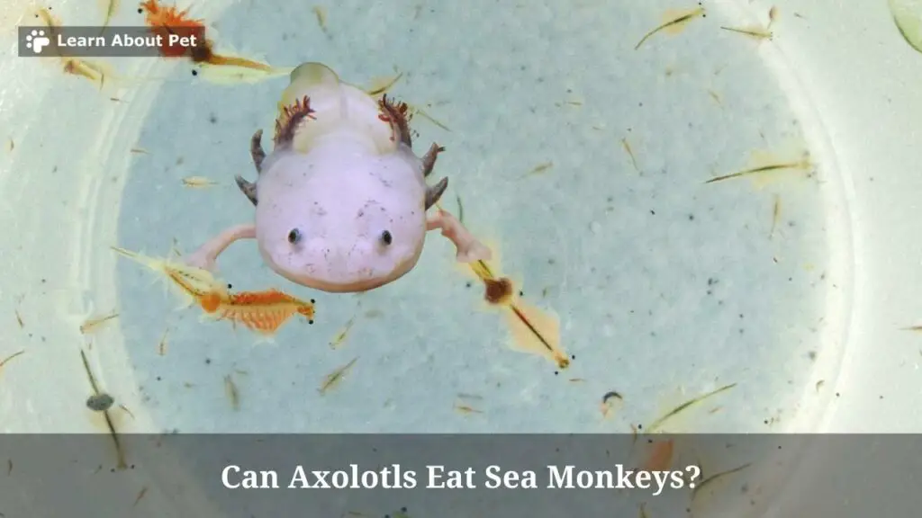 Can axolotls eat sea monkeys