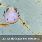 Can Axolotls Eat Sea Monkeys