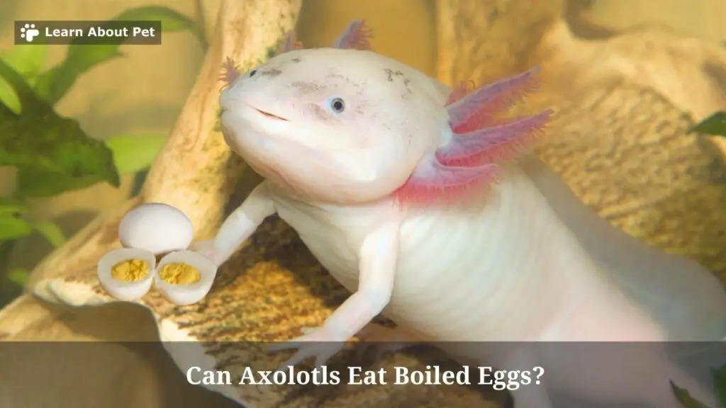 Can axolotls eat boiled eggs