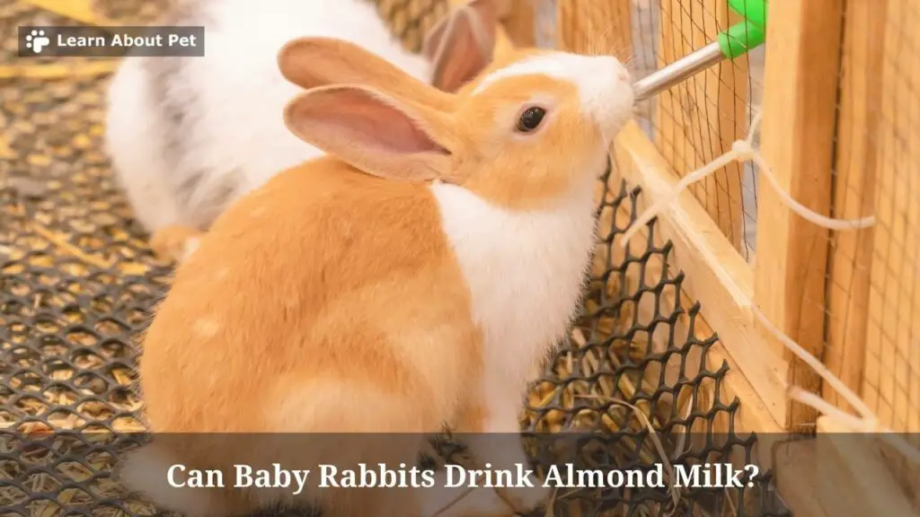 Can Baby Rabbits Drink Almond Milk? (7 Clear Facts) - 2023