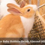 Can Baby Rabbits Drink Almond Milk? (7 Clear Facts)
