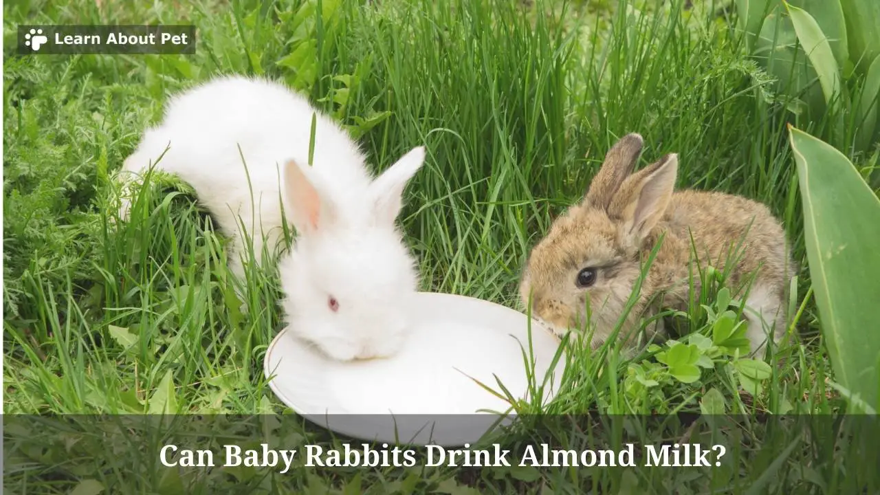 Can Baby Rabbits Drink Almond Milk? (7 Clear Facts) 2023