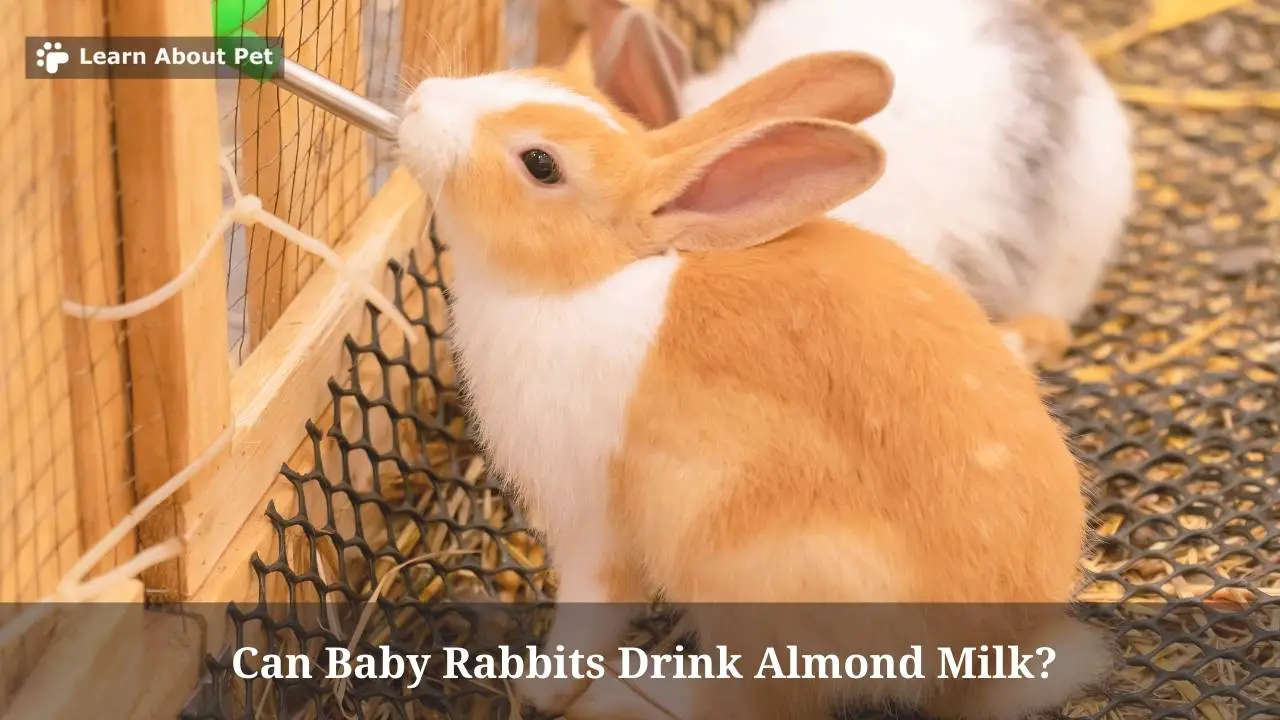 Can Baby Rabbits Drink Almond Milk? (7 Clear Facts) 2023