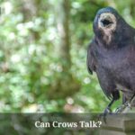Can Crows Talk