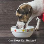 Can Dogs Eat Butter? Help! Dog Ate Butter : 5 Solid Tips Can Dogs Eat Butter