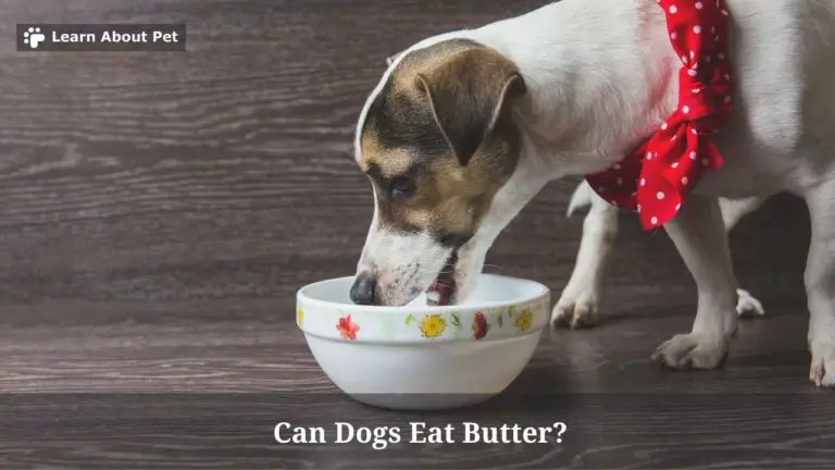 Can Dogs Eat Butter? Help! Dog Ate Butter : 5 Solid Tips