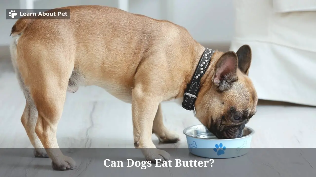 Can Dogs Eat Butter? Help! Dog Ate Butter 5 Solid Tips
