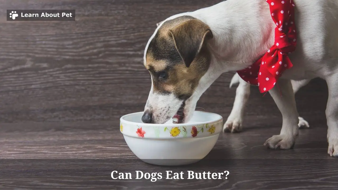 Can Dogs Eat Butter? Help! Dog Ate Butter : 5 Solid Tips - Can Dogs Eat Apple Butter Occasionally