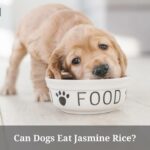 Can Dogs Eat Jasmine Rice? (9 Interesting Facts)