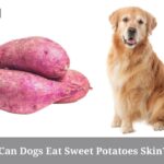 Can Dogs Eat Sweet Potatoes Skin? Is Sweet Potato For Dogs Safe? 7 Cool Facts