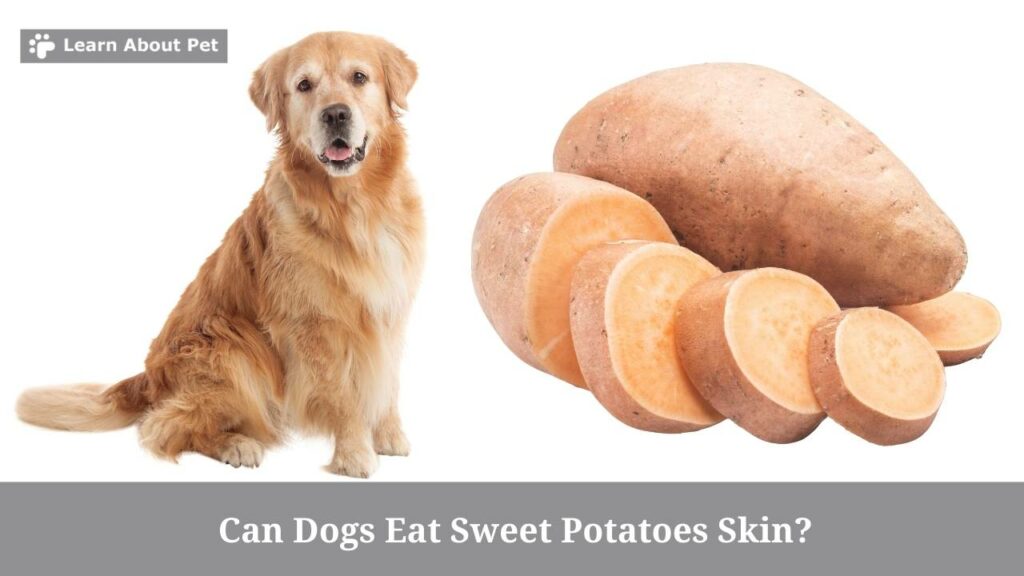 Can dogs eat sweet potatoes skin