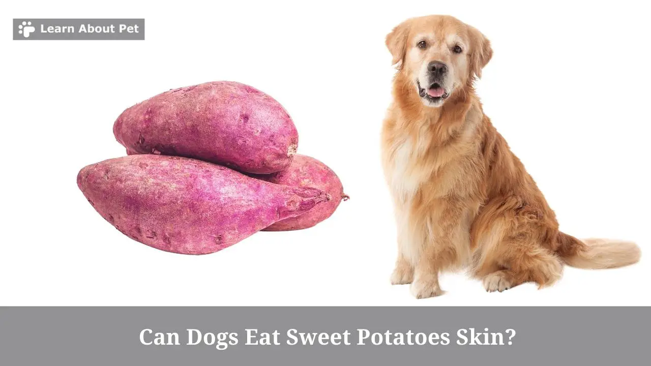 Can Dogs Eat Sweet Potatoes Skin? Is Sweet Potato For Dogs Safe? 7 Cool