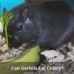 Can Gerbils Eat Celery? (7 Important Facts)
