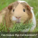 Can Guinea Pigs Eat Rosemary? (7 Cool Facts)