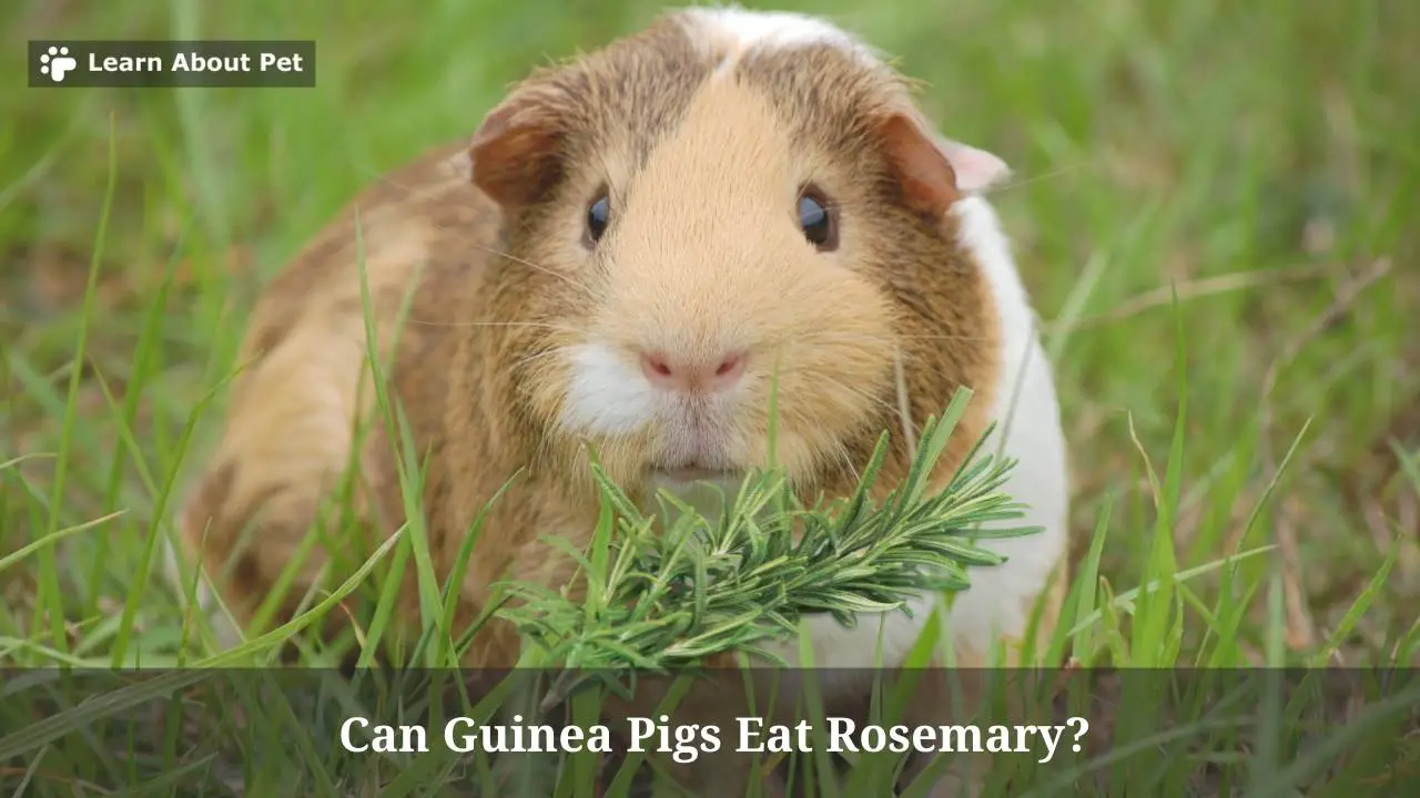 Can Guinea Pigs Eat Rosemary? (7 Cool Facts) 2023