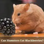Can Hamsters Eat Blackberries? (7 Clear Facts)