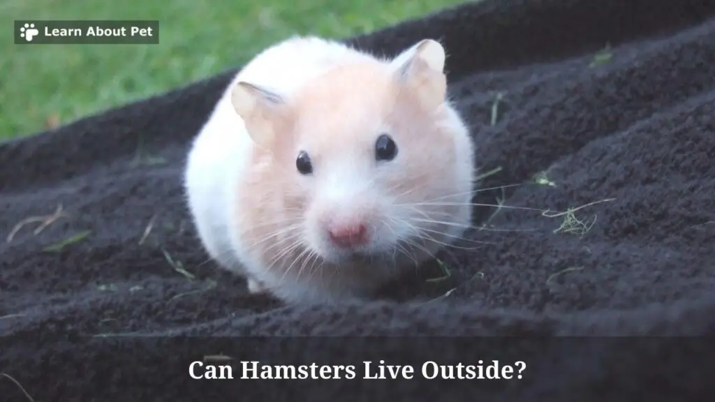 Can hamsters live outside