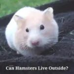 Can Hamsters Live Outside? (7 Interesting Facts)