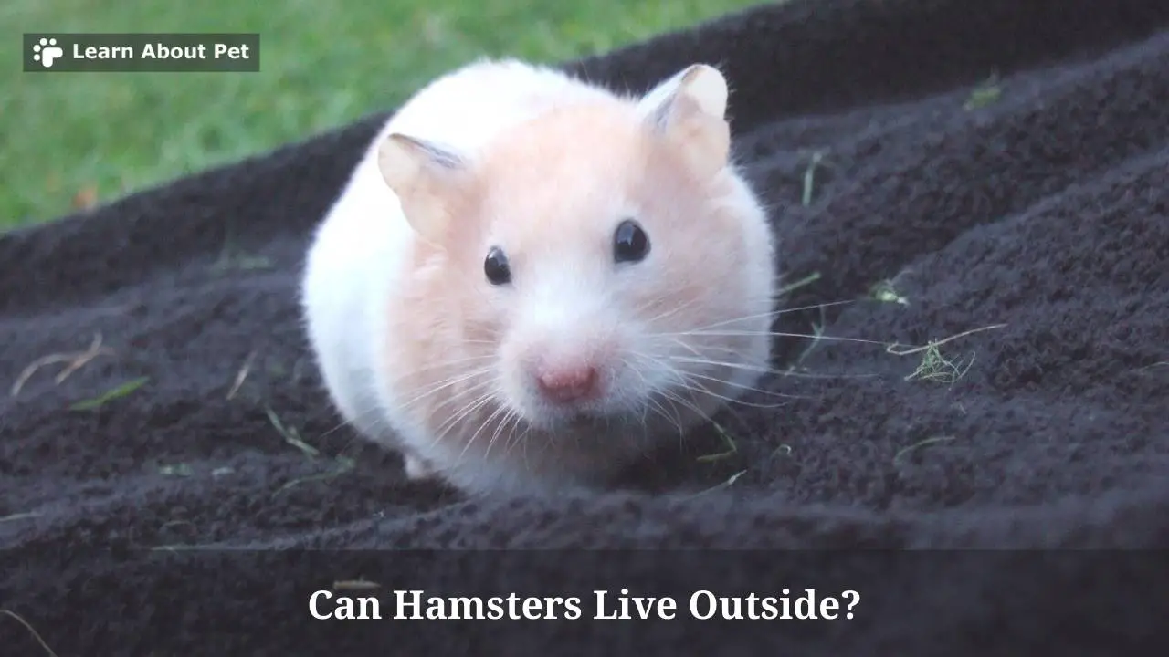 Can Hamsters Live Outside? (7 Interesting Facts) 2024