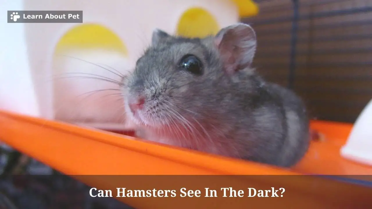 Can Hamsters See In The Dark? (9 Interesting Facts) 2024