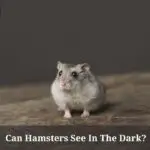 Can Hamsters See In The Dark? (9 Interesting Facts)