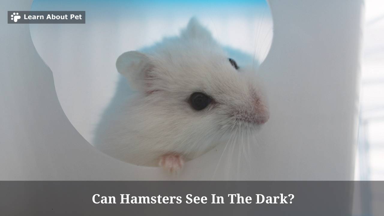 Can Hamsters See In The Dark? (9 Interesting Facts) 2024