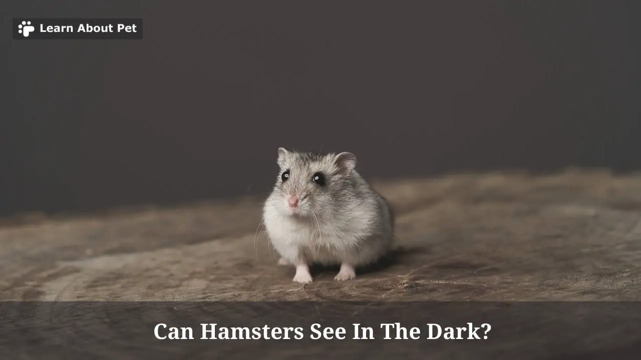 Can Hamsters See In The Dark? (9 Interesting Facts) 2024