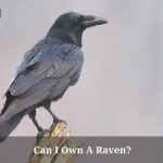 Can I Own A Raven